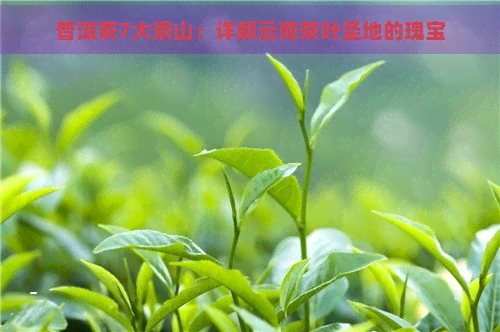 普洱茶7大茶山：详解云南茶叶圣地的瑰宝