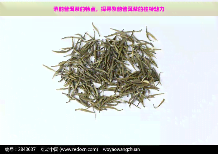 紫韵普洱茶的特点，探寻紫韵普洱茶的独特魅力