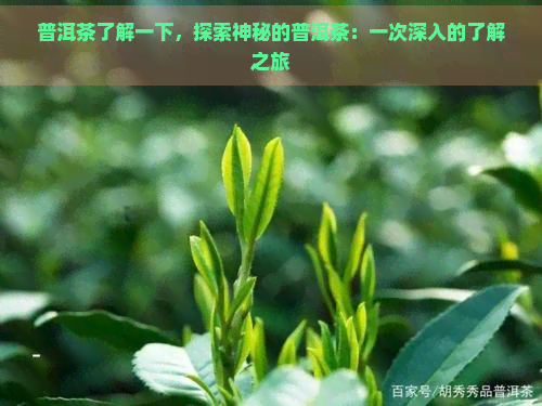 普洱茶了解一下，探索神秘的普洱茶：一次深入的了解之旅