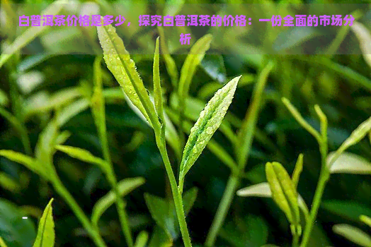 白普洱茶价格是多少，探究白普洱茶的价格：一份全面的市场分析