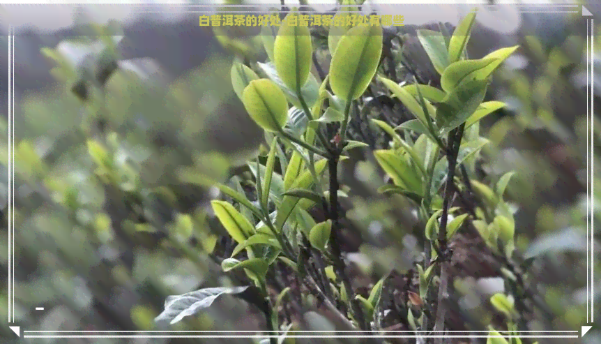 白普洱茶的好处-白普洱茶的好处有哪些