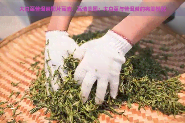 大白菜普洱茶图片高清，高清美图：大白菜与普洱茶的完美搭配