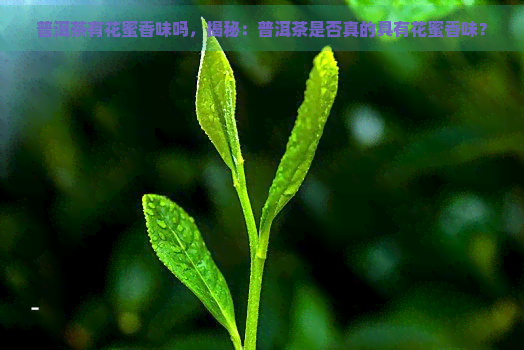 普洱茶有花蜜香味吗，揭秘：普洱茶是否真的具有花蜜香味？