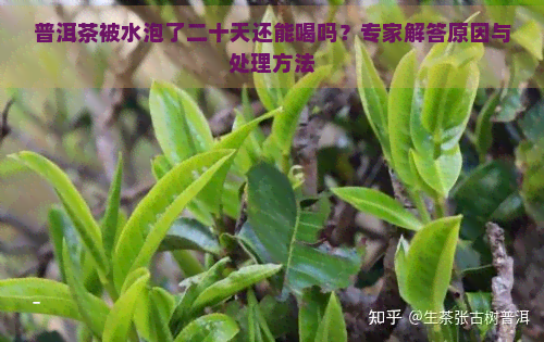 普洱茶被水泡了二十天还能喝吗？专家解答原因与处理方法