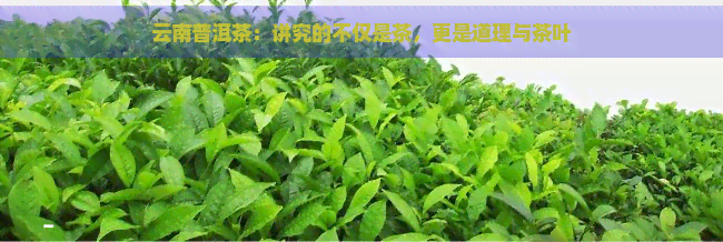 云南普洱茶：讲究的不仅是茶，更是道理与茶叶