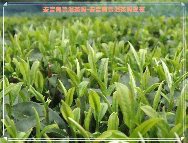 安吉有普洱茶吗-安吉有普洱茶吗现在