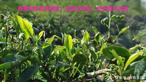 茶商寻找普洱茶农：直销古树茶、供应商与功效