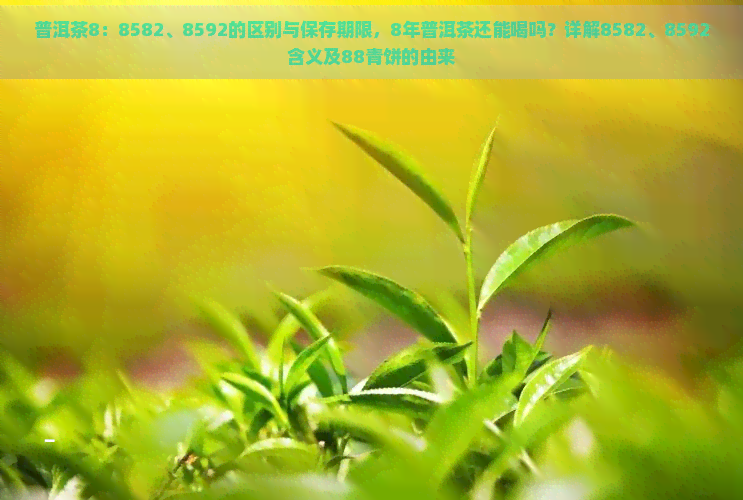 普洱茶8：8582、8592的区别与保存期限，8年普洱茶还能喝吗？详解8582、8592含义及88青饼的由来