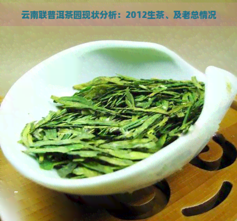 云南联普洱茶园现状分析：2012生茶、及老总情况