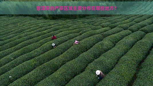 普洱茶的产茶区域主要分布在哪些地方？