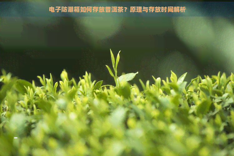 电子防潮箱如何存放普洱茶？原理与存放时间解析