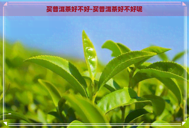 买普洱茶好不好-买普洱茶好不好呢