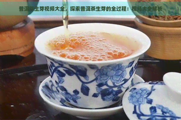 普洱茶生芽视频大全，探索普洱茶生芽的全过程：视频大全解析