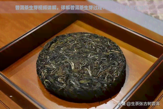 普洱茶生芽视频讲解，详解普洱茶生芽过程：视频讲解步骤和技巧