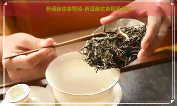 普洱茶生芽视频-普洱茶生芽视频讲解