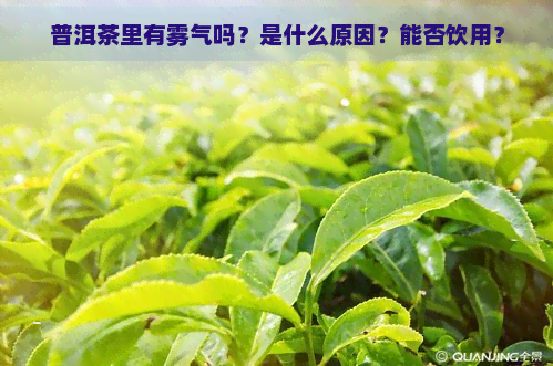 普洱茶里有雾气吗？是什么原因？能否饮用？