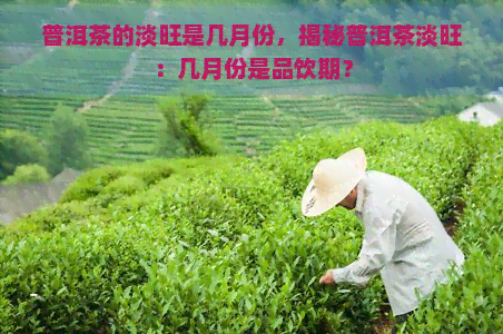 普洱茶的淡旺是几月份，揭秘普洱茶淡旺：几月份是品饮期？