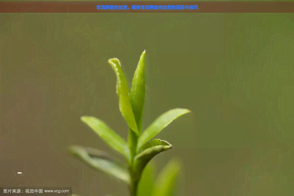 普洱茶越煮越黑，揭秘普洱茶越煮越黑的原因与技巧