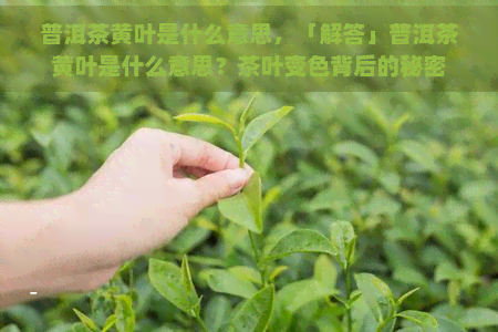 普洱茶黄叶是什么意思，「解答」普洱茶黄叶是什么意思？茶叶变色背后的秘密