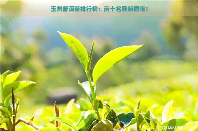 玉州普洱茶排行榜：前十名最新揭晓！