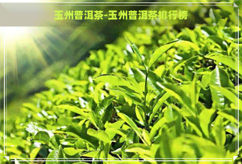 玉州普洱茶-玉州普洱茶排行榜