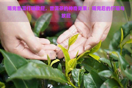 喝完普洱打嗝放屁，普洱茶的神奇效果：喝完后的打嗝与放屁