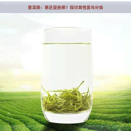 普洱茶：寒还是热寒？探讨其性质与分类