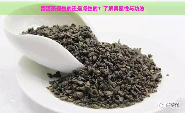 普洱茶是性的还是凉性的？了解其属性与功效