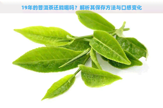 19年的普洱茶还能喝吗？解析其保存方法与口感变化