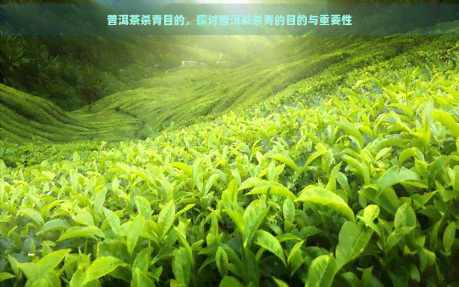 普洱茶杀青目的，探讨普洱茶杀青的目的与重要性