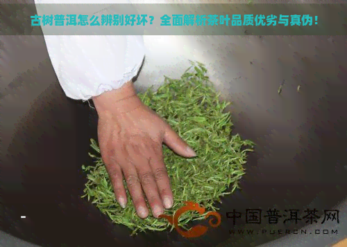 古树普洱怎么辨别好坏？全面解析茶叶品质优劣与真伪！