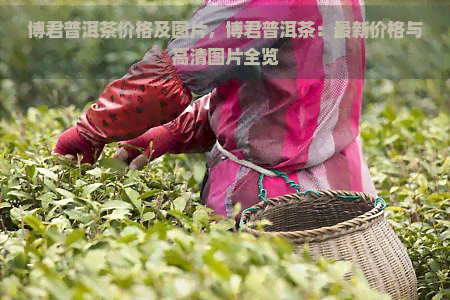 博君普洱茶价格及图片，博君普洱茶：最新价格与高清图片全览