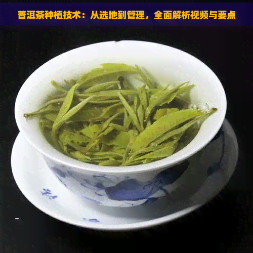 普洱茶种植技术：从选地到管理，全面解析视频与要点