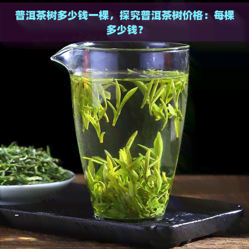 普洱茶树多少钱一棵，探究普洱茶树价格：每棵多少钱？