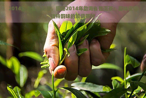 2014勐海雀普洱茶，探秘2014年勐海雀普洱茶：品味云南独特韵味的顶级茶叶