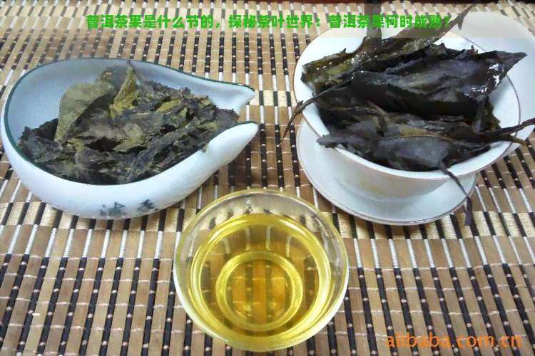 普洱茶果是什么节的，探秘茶叶世界：普洱茶果何时成熟？