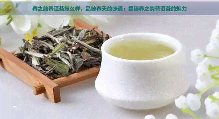 春之韵普洱茶怎么样，品味春天的味道：揭秘春之韵普洱茶的魅力