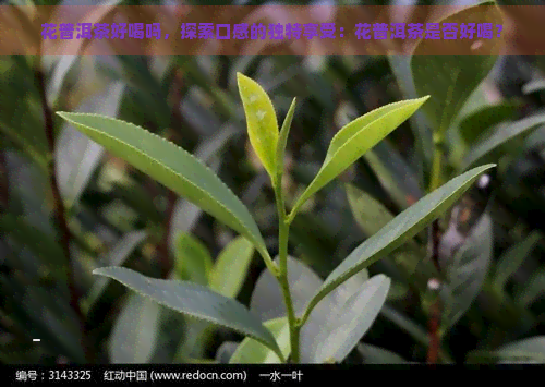 花普洱茶好喝吗，探索口感的独特享受：花普洱茶是否好喝？