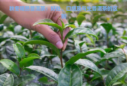 秋冬喝熟普洱茶：好处、口感及与生普洱茶的区别