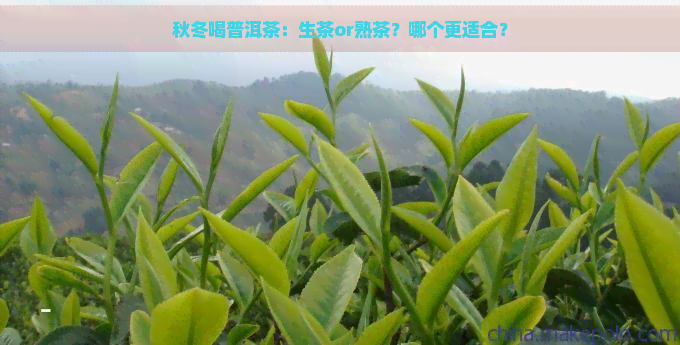 秋冬喝普洱茶：生茶or熟茶？哪个更适合？