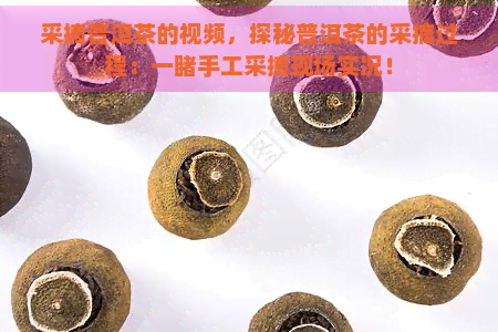 采摘普洱茶的视频，探秘普洱茶的采摘过程：一手工采摘现场实况！