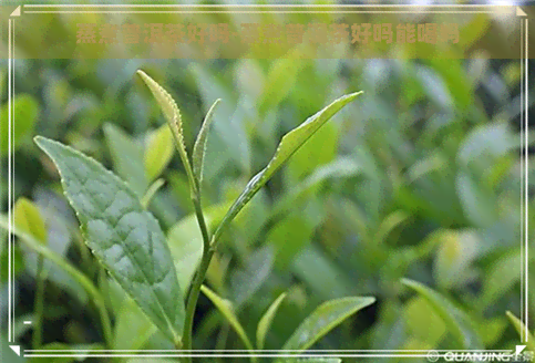 蒸煮普洱茶好吗-蒸煮普洱茶好吗能喝吗