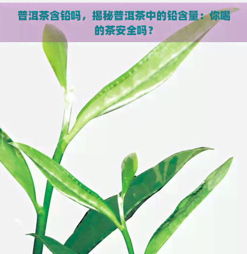 普洱茶含铅吗，揭秘普洱茶中的铅含量：你喝的茶安全吗？