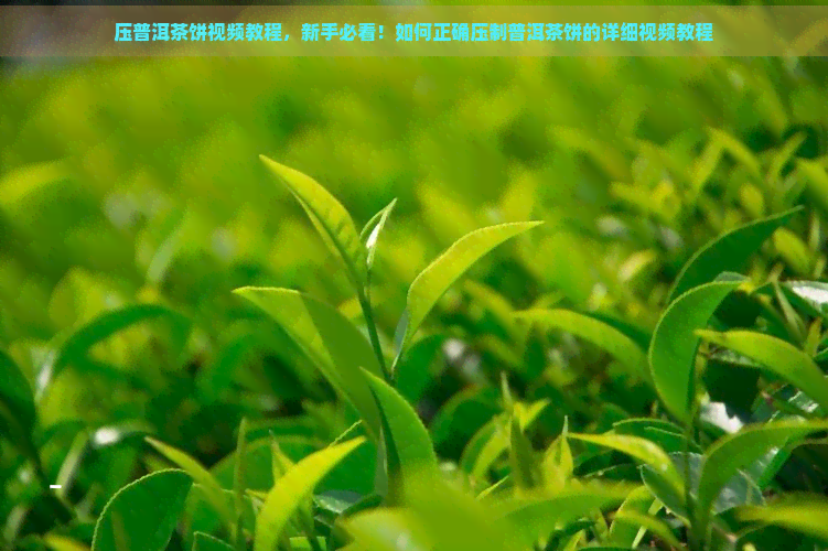 压普洱茶饼视频教程，新手必看！如何正确压制普洱茶饼的详细视频教程