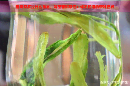 普洱茶底是什么意思，解密普洱茶底：你不知道的茶叶世界