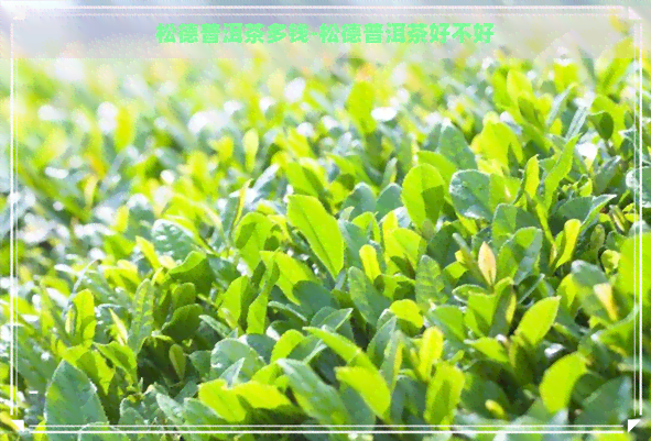 松德普洱茶多钱-松德普洱茶好不好