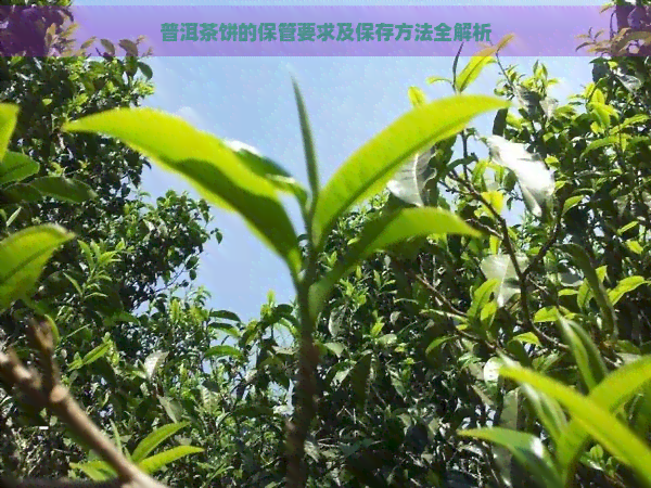 普洱茶饼的保管要求及保存方法全解析