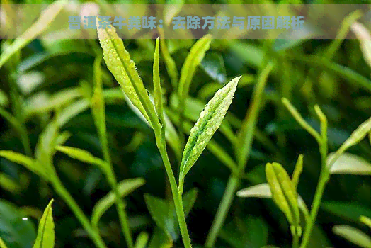 普洱茶牛粪味：去除方法与原因解析