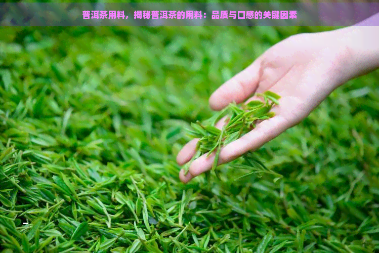 普洱茶用料，揭秘普洱茶的用料：品质与口感的关键因素