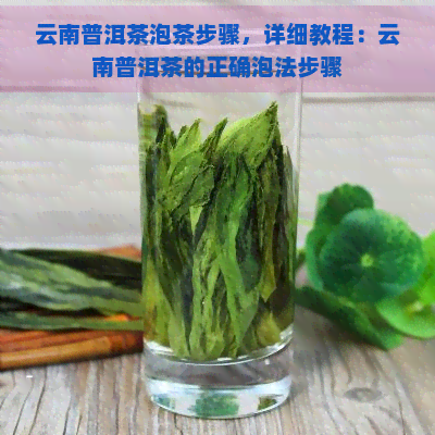 云南普洱茶泡茶步骤，详细教程：云南普洱茶的正确泡法步骤